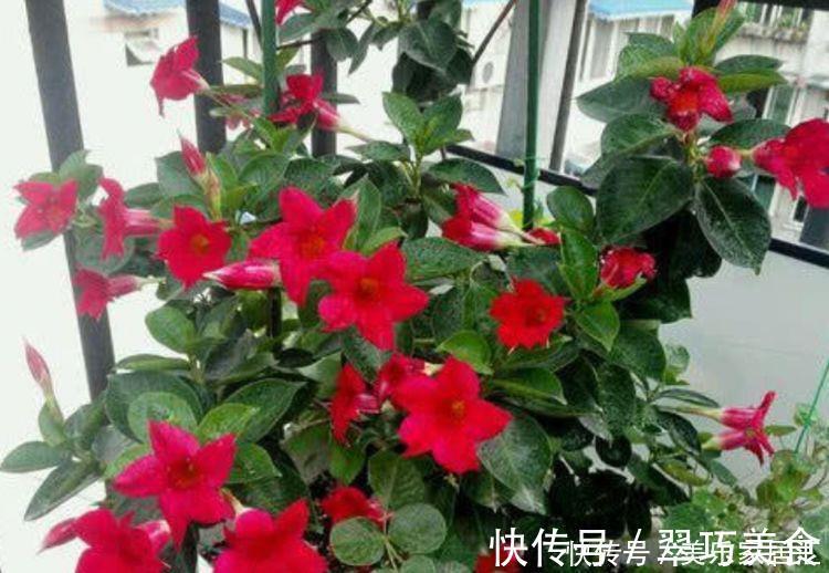 懒人必备的几种花卉,养易成活耐旱耐晒,简简单单养爆盆