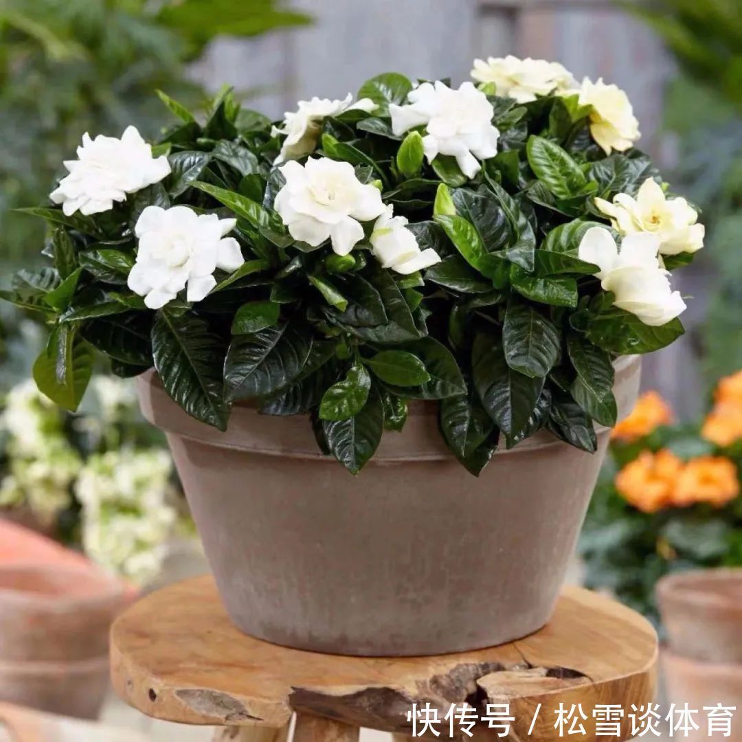 光照|五种公认不好养的花,养一盆死一盆,新手要慎养,小心白花钱!