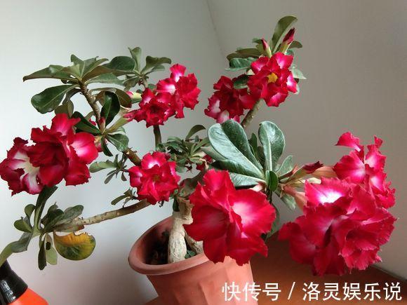 沙漠玫瑰不开花简单“4步”操作，30天开成“玫瑰树”