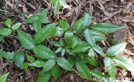 栽培物|农村一种“长腿”的草,老人们称为“仙药”,现在城里一斤600元