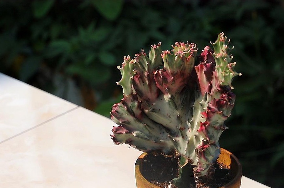 盆栽|麒麟掌,一般人嫌丑,内行人却争相盆栽搁室内,镇宅又气派