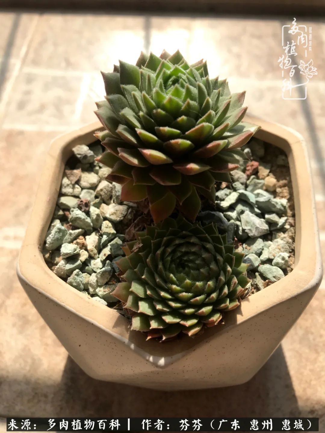 养花|一种爱好就是一种境界,养花养多肉可以培养一个人的心境!