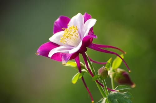 养花试试这几款，花朵洁白纯净，美丽令很多人喜爱