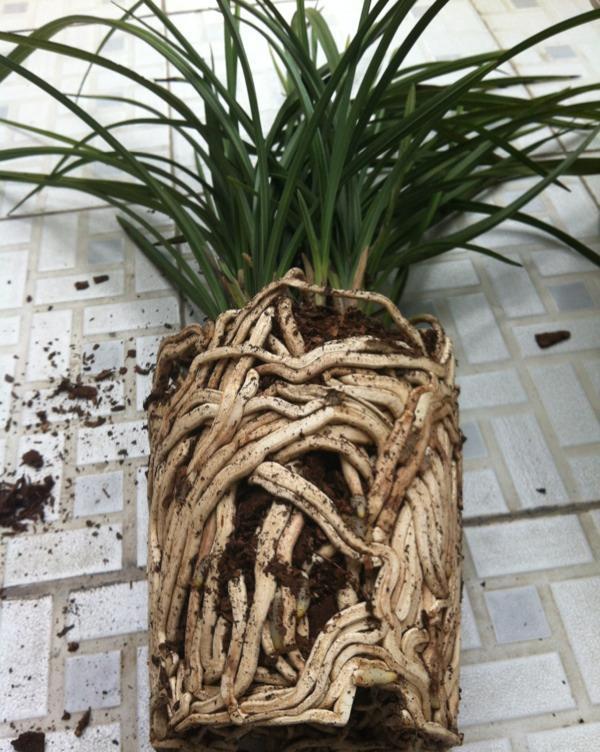 兰花上盆前有“三洗”,老手熟门熟路,新手听着有点懵