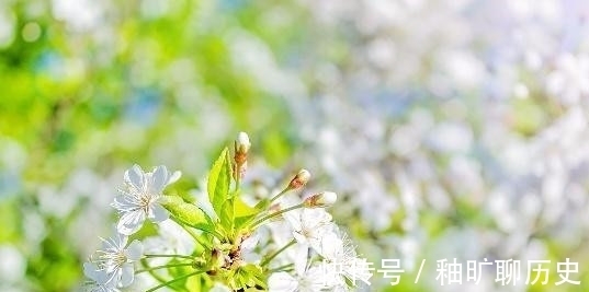 春泪|秦观最经典的一首诗,有情芍药含春泪,无力蔷薇卧晓枝!