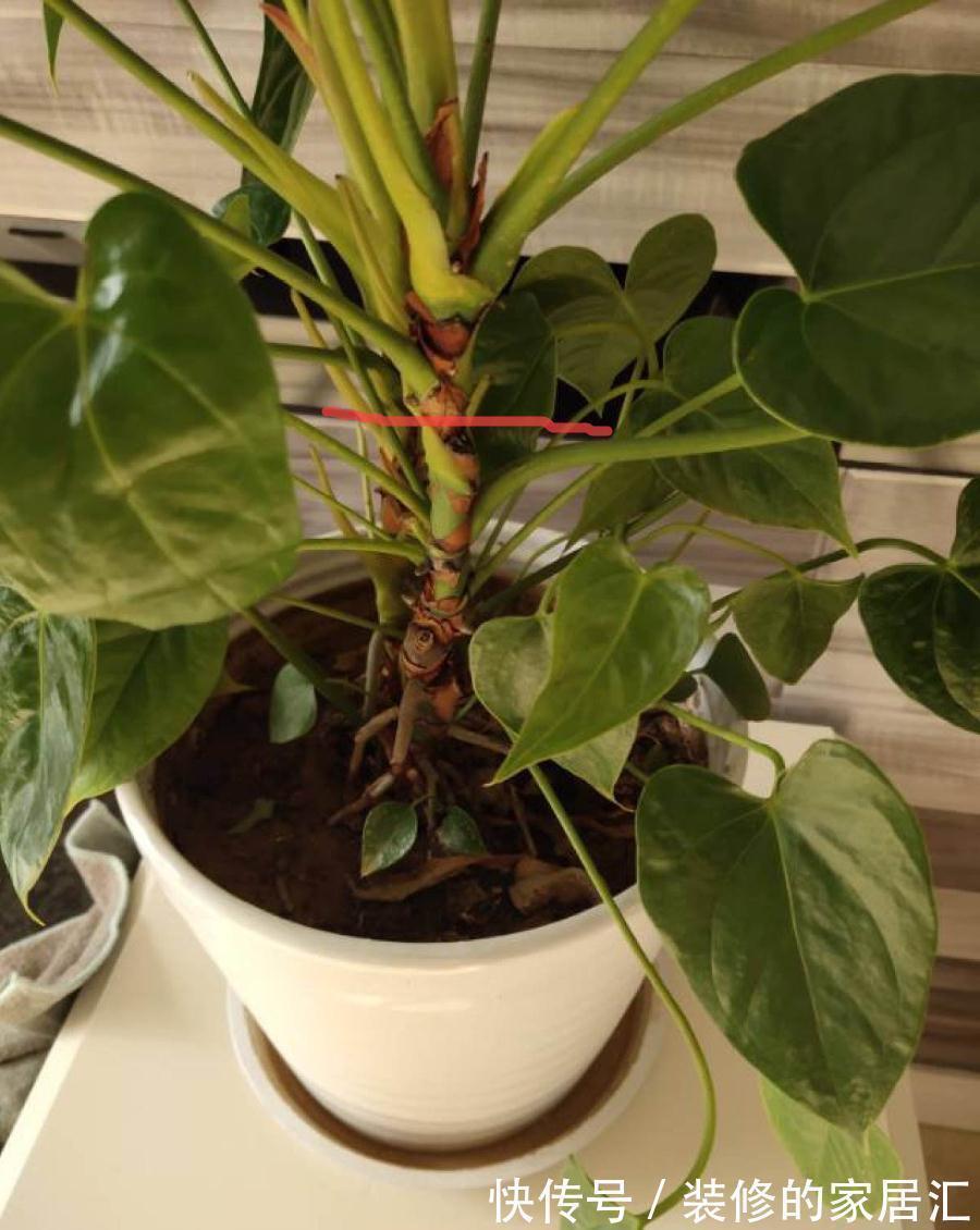 6种花别养老桩,越老越不开花,赶紧扦插备份