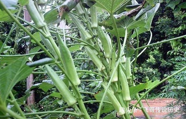 蘑菇|路边“野菜”不能随便吃，小心变成“毒菜”！要好好看清楚