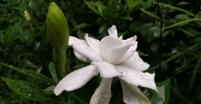 一木|栀子花怎么养?园艺师告诉你,这可能是关于栀子花,最全面的攻略