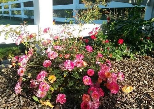 家庭地栽月季,立春前后这么打理,开花越来越多,个大色艳