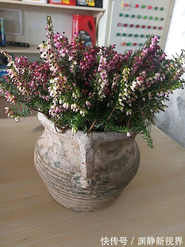 赏花|喜欢赏花,就养盆“玫瑰珍品”土星王阳台,丰腴婀娜,花色温馨