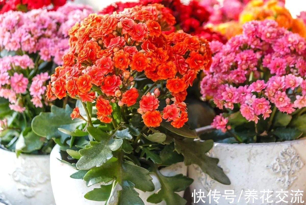 盆栽|好养且容易开花的多肉长寿花，阳光不足可真养不好它