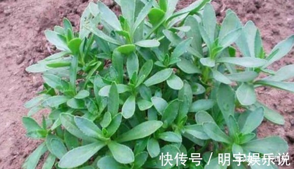 野菜|5种野菜,城里人当杂草,却不知这种野菜被誉为”天然钙片“