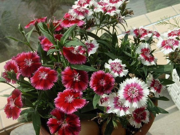 养此款花卉,随手养一盆,花朵清新高雅,四季开花拦不住