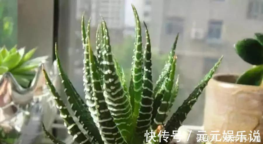二氧化碳|家里养这12种“吸毒”绿植，净化空气，老人小孩少生病