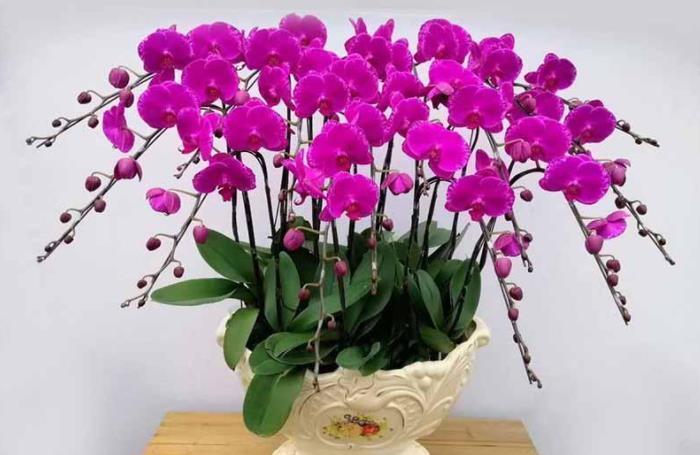 红掌|花市五大年宵花,好看却难养,告诉你“技巧”,养好没难度!