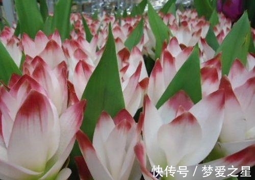 荷花|一块“大生姜”,开满粉荷花,家里养一盆,仙气飘飘,开花100天