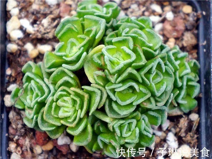 今年最火的奇葩多肉,价格这么贵,还有人抢着买!