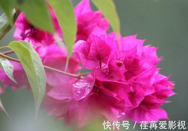 陌上花开|三角梅花期不开花怎么办?3个小窍门,助力全年花开爆满盆