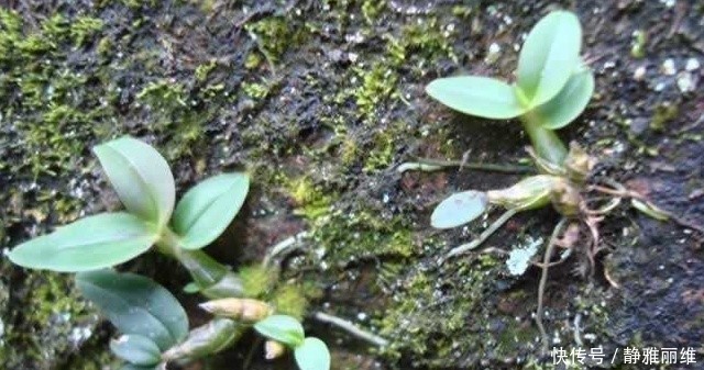 米斛|请谨记此物,它为“皇帝草”,价值堪比“黄金”,别不当回事