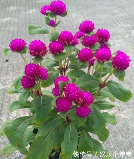 开春种下几种花,养俩月就能开爆花,轻松开出花海