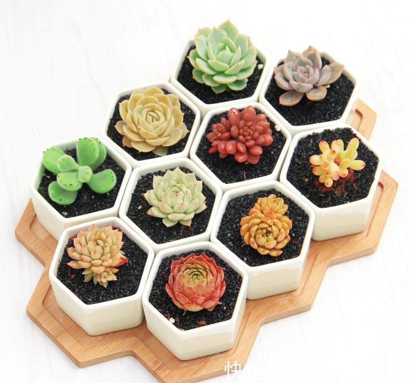 花盆|小身材作用大,花盆里少了它,多肉干透浇透也黑腐