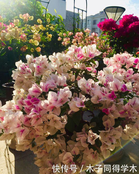 养花施肥不用多,3种肥料管一切,叶子油亮花开多