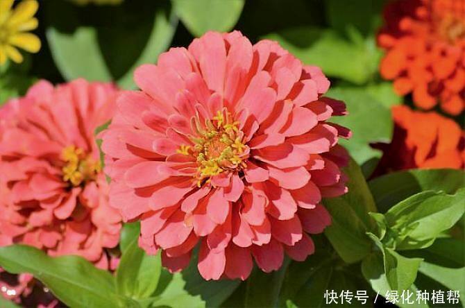 百日草代表“步步高升”,开花时间可达100天,生命力顽强