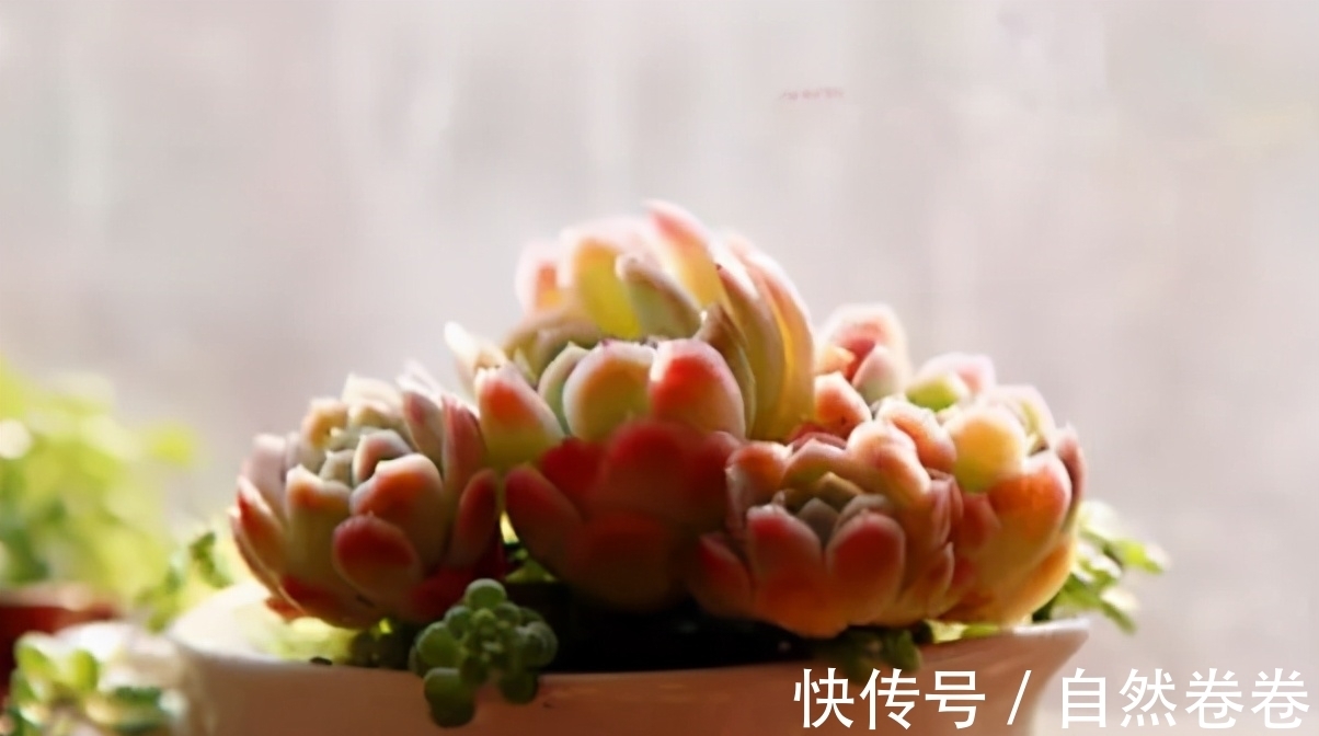 养多肉每次浇水花盆都漏土,教你4个防漏土的方法,简单又好用