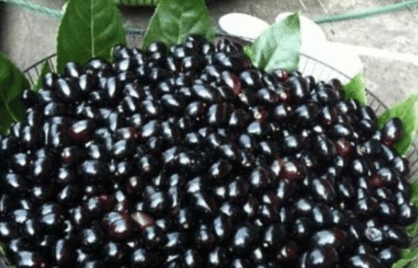 也许|水果也能“造假”这2种水果也许是人工形成的,看到转身就走