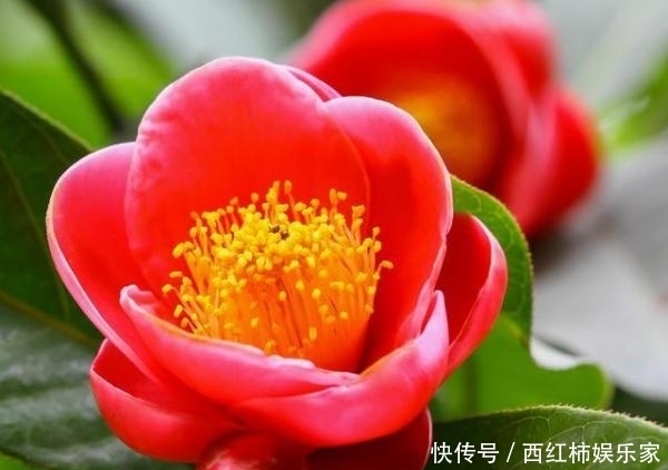 茶花只结蕾,不开花怎么办?可能是这3个方面的原因