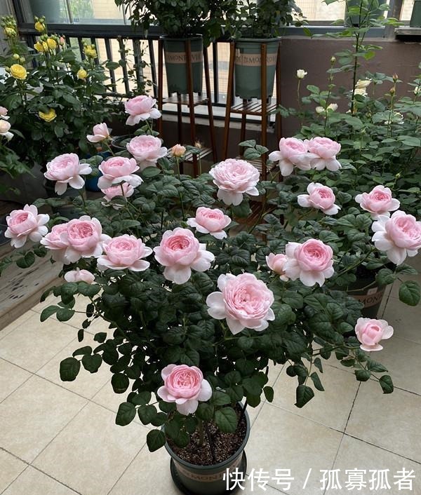 此款世界名花,超级漂亮,开花勤快,好养易管理,室内盆栽也可以!