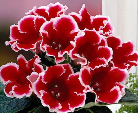 养花就养这种花，植株小巧又玲珑，枝繁叶茂，花朵姹紫嫣红，美艳