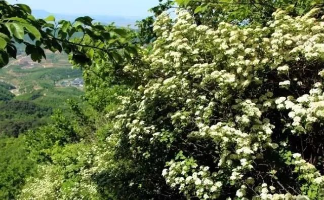 满城|满城尽飘槐花香，新区最美赏槐地推荐