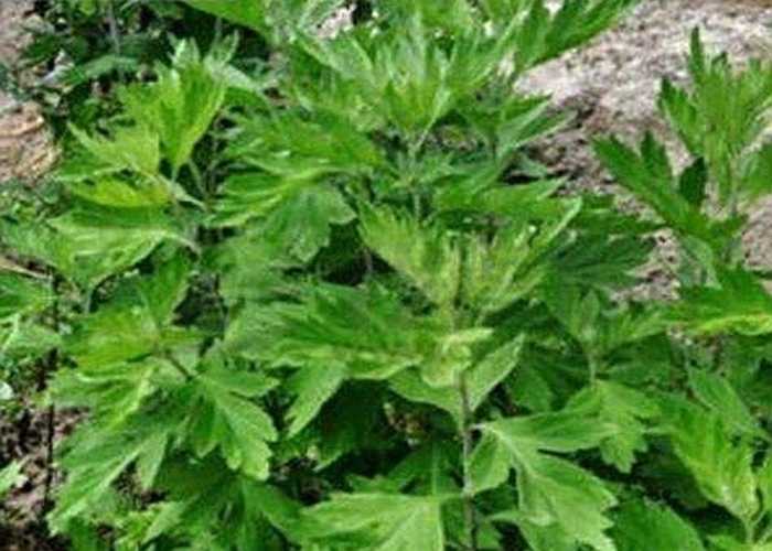 艾蒿叶|外洗能治湿疹,入药能杀菌抗癌,名副其实的草药,不会用太可惜!