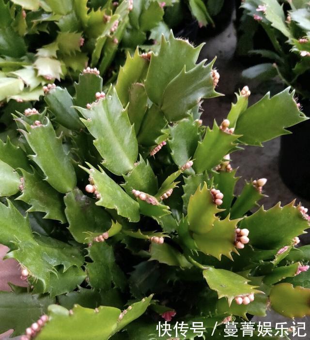 蟹爪兰叶子“软塌塌”?教你做3步,嗖嗖冒新叶,入冬花朵爆盆