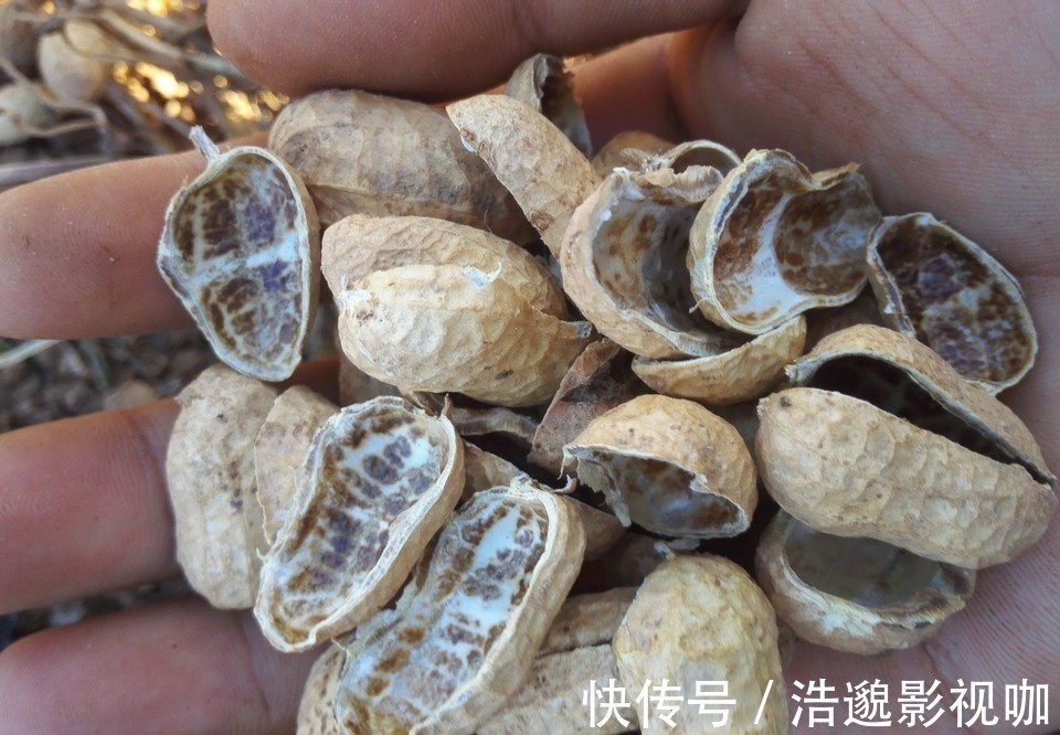 这些“垃圾”不要扔,用来养花“一级棒”,肥的流油,环保又省钱