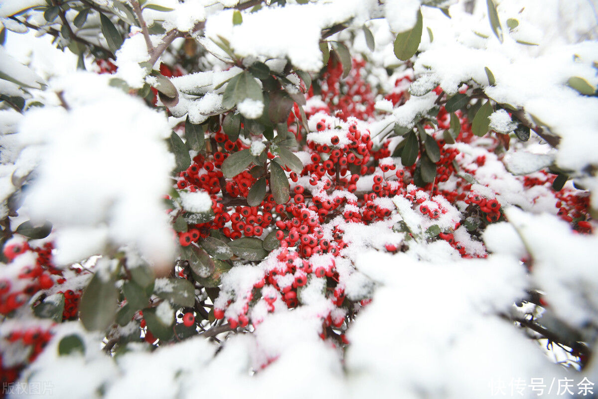 山寺桃花#韩愈很浪漫的一首诗,短短28字,便美得令人心醉