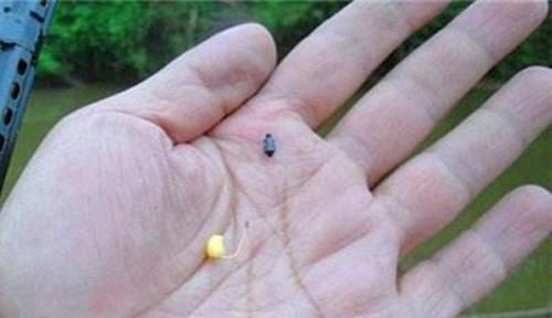 野钓|野钓绝杀饵料:鸡蛋的多种用法,别看饵料简单,效果可不一般!