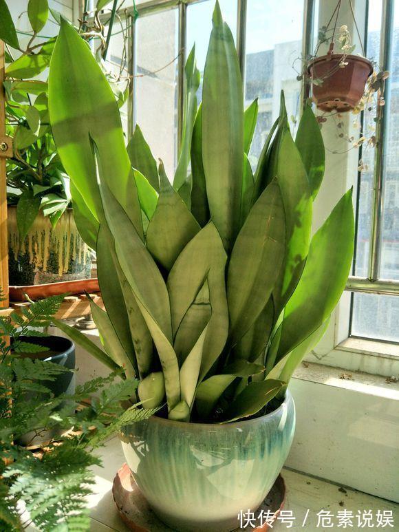 秋天养花，切忌“乱施肥”，4个“错误”要避免，要不谁也养不活