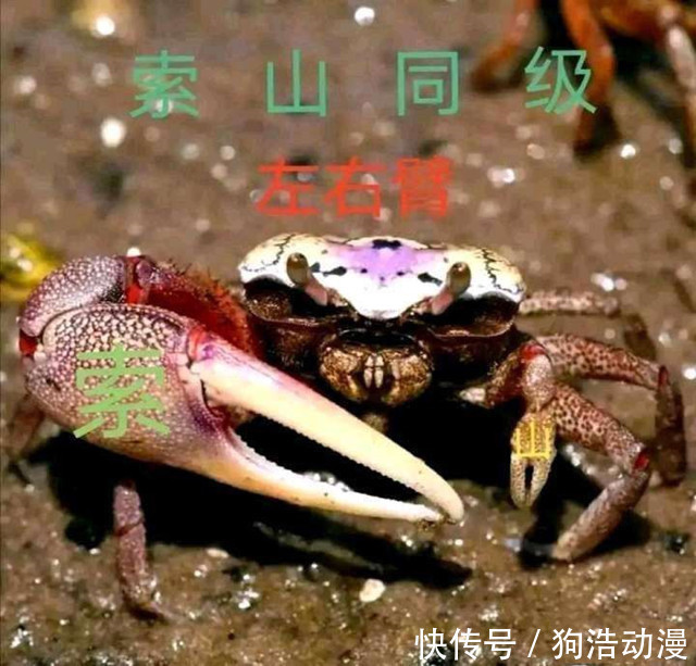 玛利亚|海贼王1020话:尾田重申山治的定位为“双翼”,这次粉丝不买账了