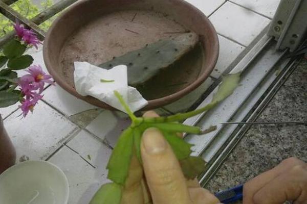 仙人掌,扎个洞,插上蟹爪兰,20天就成活,开花特别多