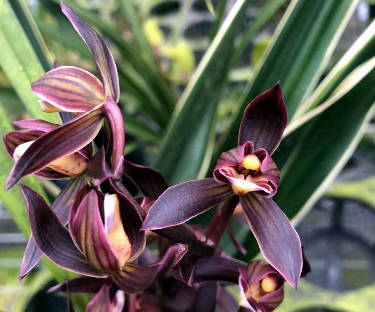 何时才是浇花的最佳时机,可从三大方面,来加以判断