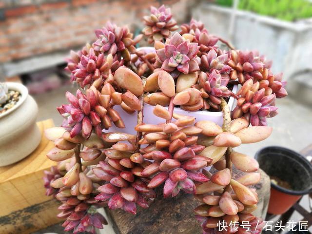 皮实|多肉养1盆死1盆,推荐5个“皮实”品种,一养就爆盆