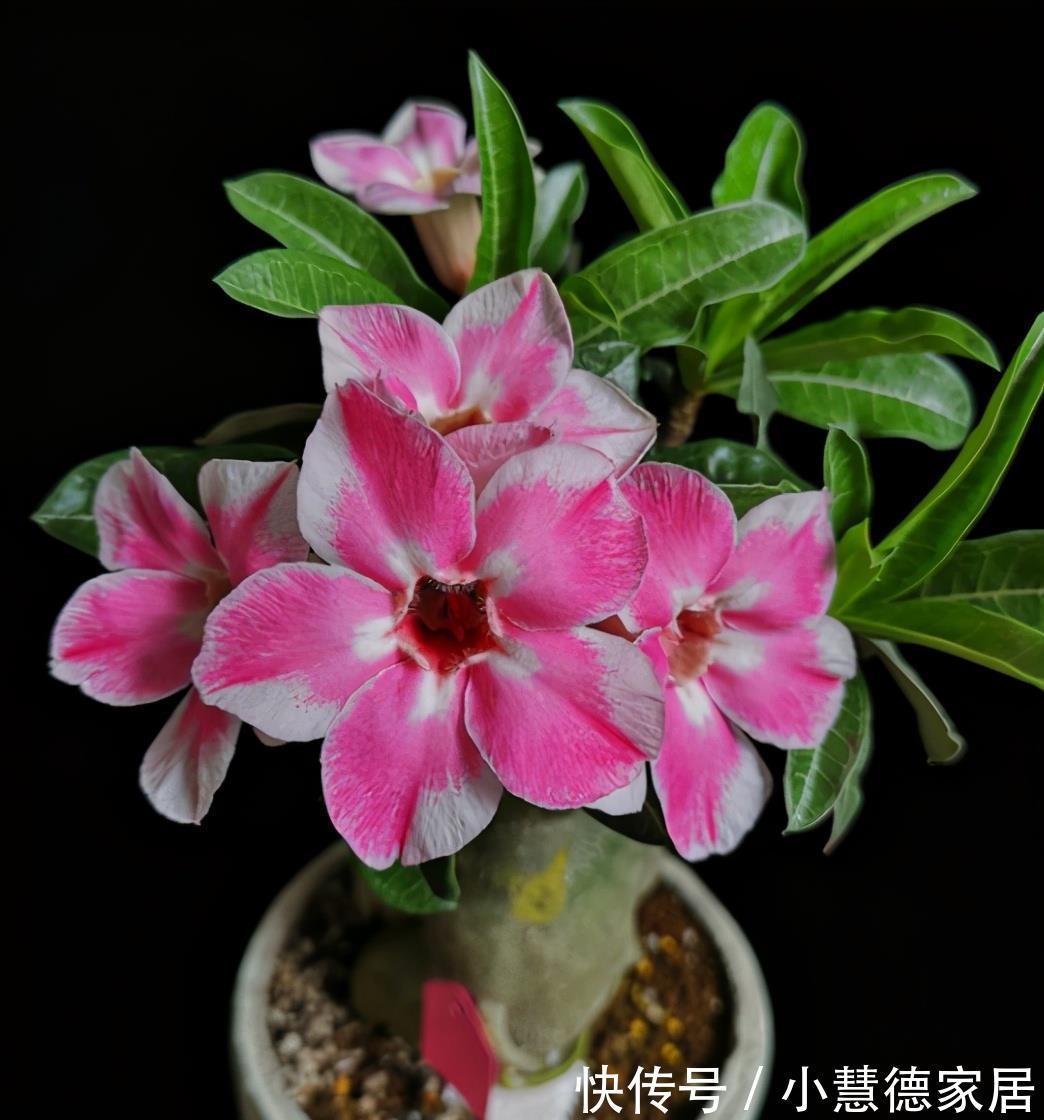 漂亮|6种“懒人花”吉利又漂亮,客厅养一盆,一个月不浇,也能挤爆盆