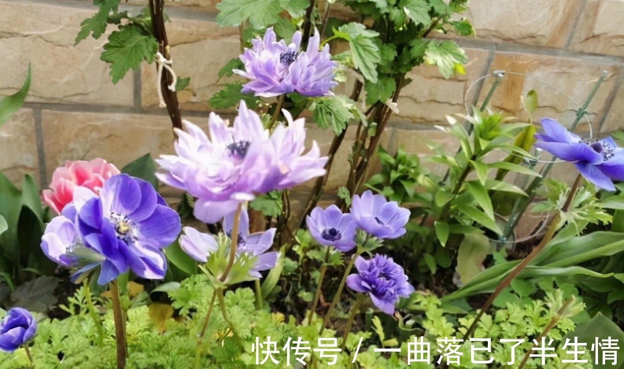 6种小众花,开花特别美,但很少有人养