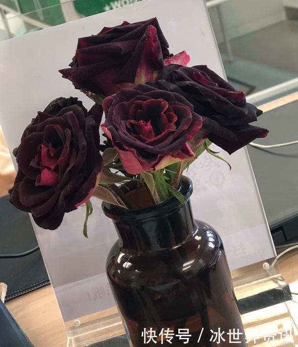 花量|6种冷门月季,看一眼就中“毒”,没养的人都后悔了!