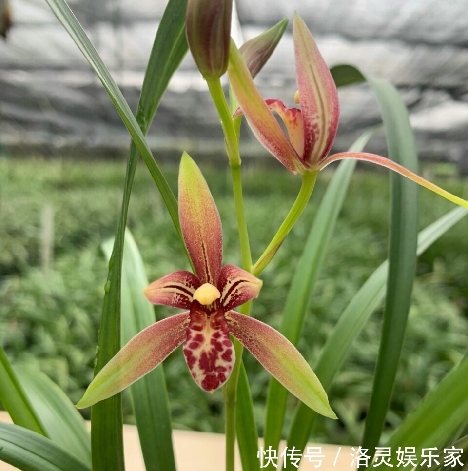 虫害|养兰花盆土老是有虫简单4招,盆土不招虫,不停蹭蹭冒新芽