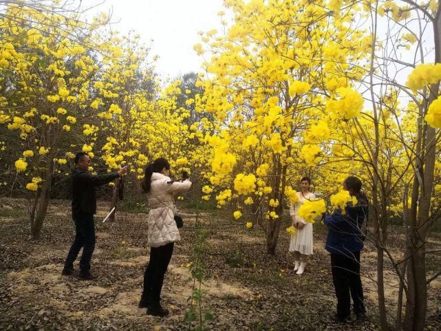 花开正好，你来打卡了没？