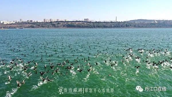 丹江口水库坝下湿地成了候鸟越冬“乐园”