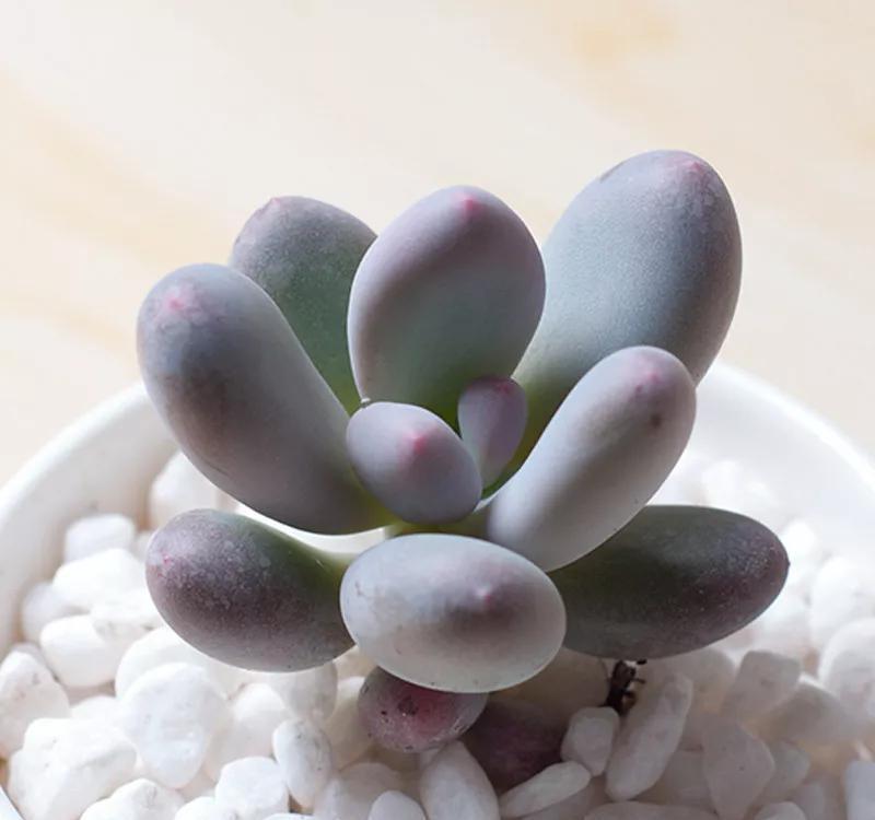 桃蛋，不要拿桃美人冒充，它不配和做姐妹，你知道区别在哪嘛